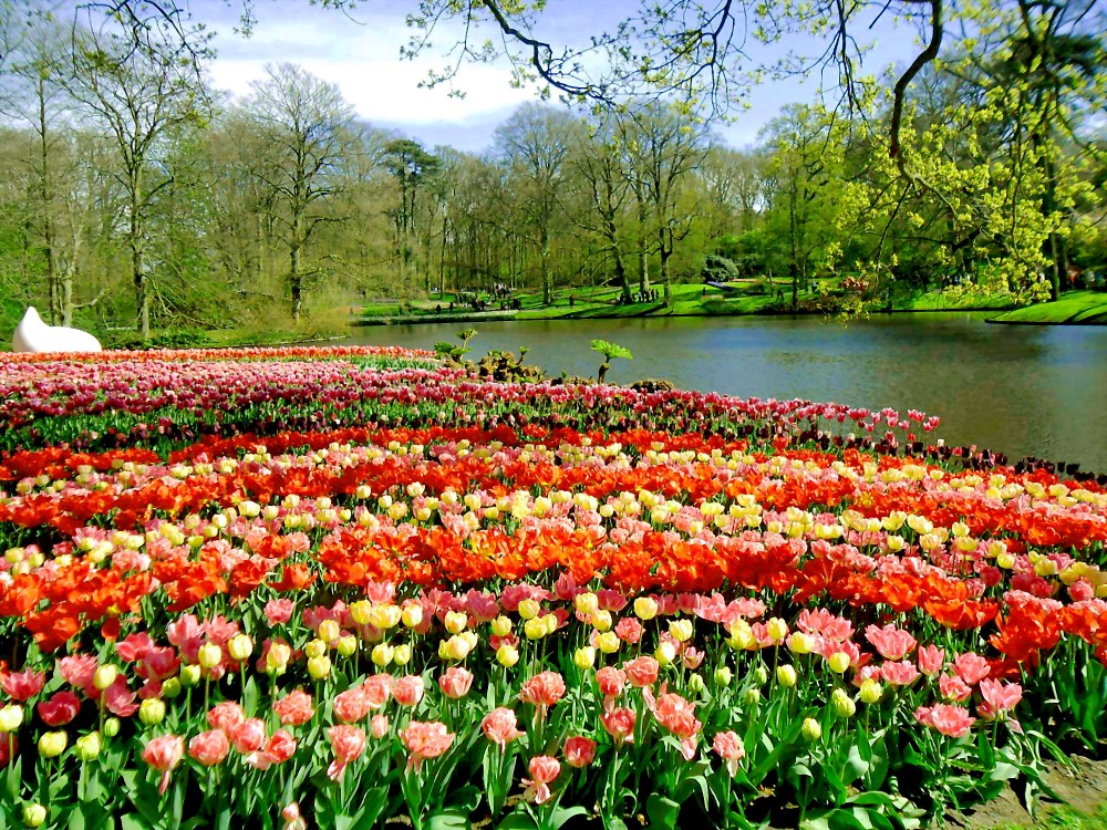 Lạc vào công viên hoa Tulip rực rỡ sắc màu ở Ecopark