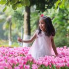 ‘Cánh đồng’ hoa tulip Hà Lan lần đầu xuất hiện ven Hà Nội