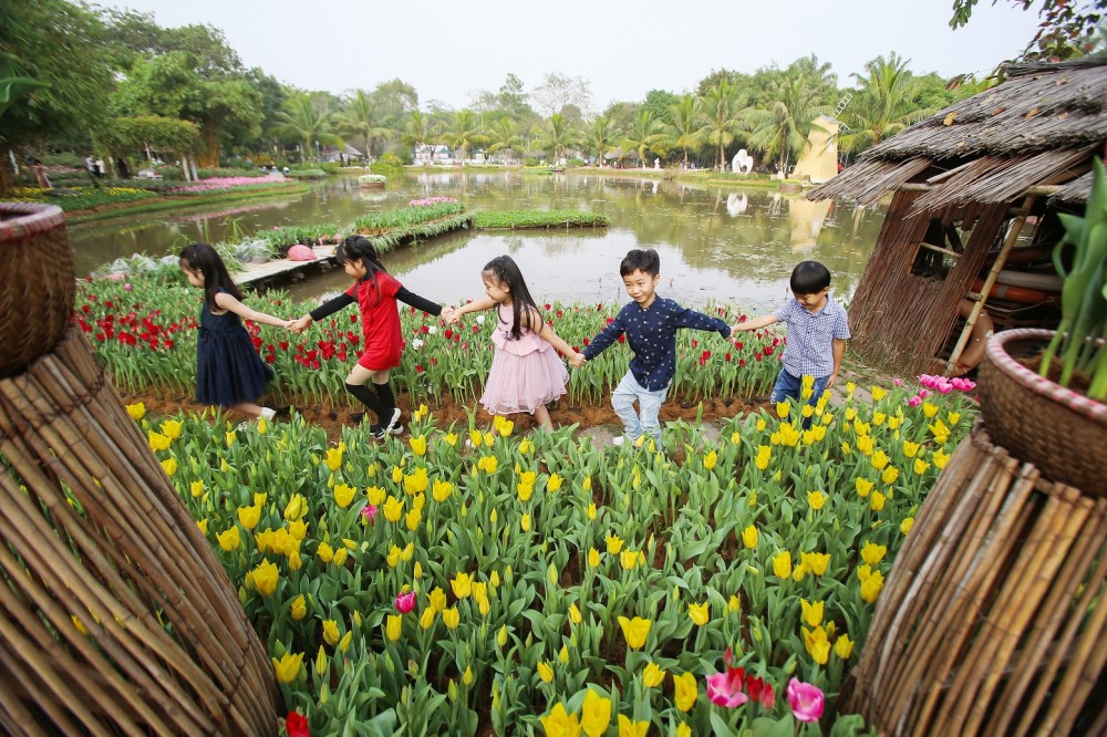 'Cánh đồng' hoa tulip Hà Lan lần đầu xuất hiện ven Hà Nội