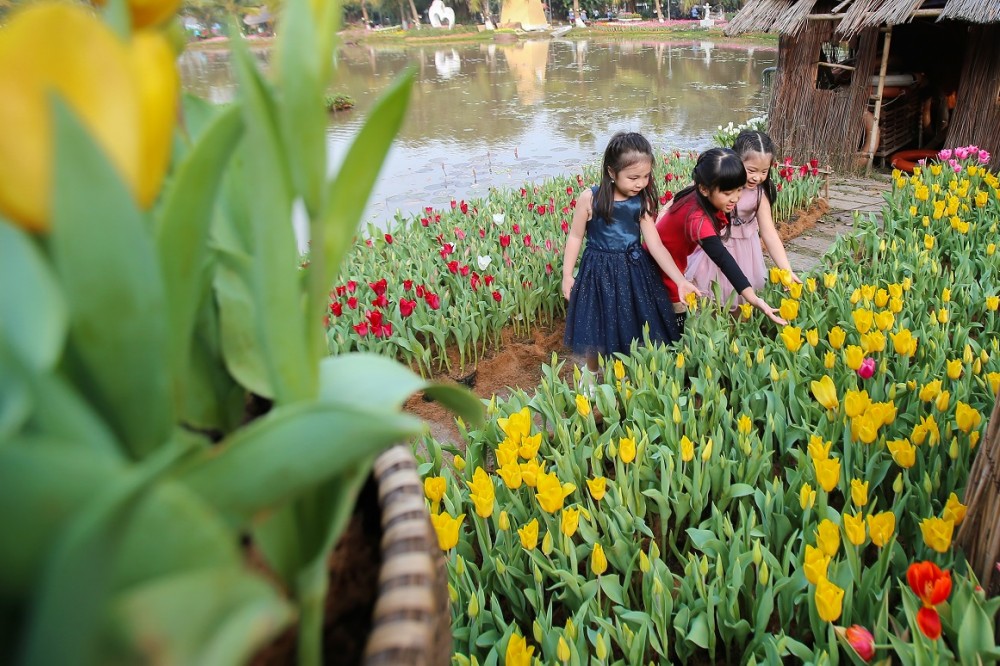 'Cánh đồng' hoa tulip Hà Lan lần đầu xuất hiện ven Hà Nội