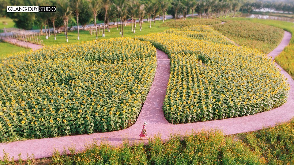 Lướt mỏi tay loạt ảnh check-in “thật là vàng tươi” của giới trẻ ở vườn hoa hướng dương mới xuất hiện ngay gần Hà Nội, không đi nhanh kẻo phí cả mùa hè