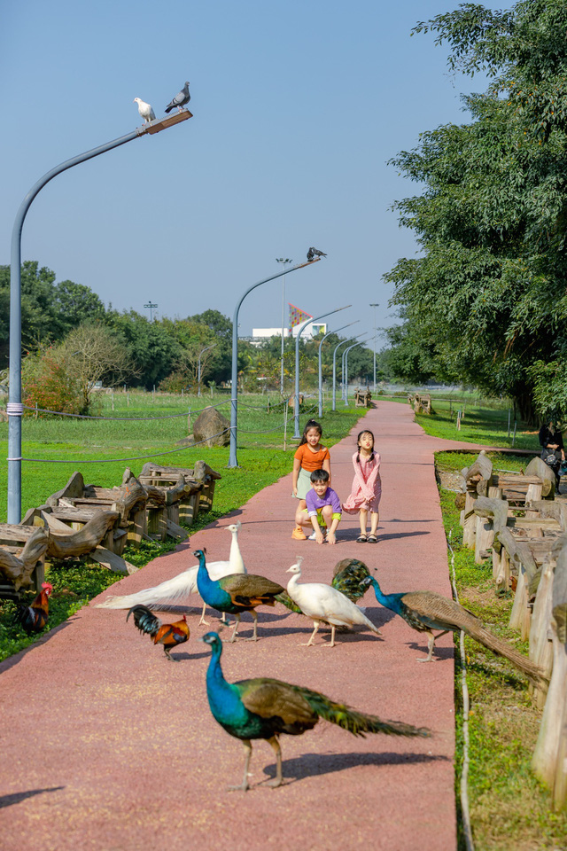 Chim Công, Vịt Trời, Thiên Nga làm tổ trong khu đô thị Ecopark - Ảnh 1.