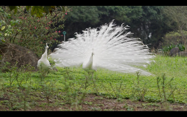 Chim Công, Vịt Trời, Thiên Nga làm tổ trong khu đô thị Ecopark - Ảnh 2.