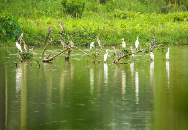 Chim Công, Vịt Trời, Thiên Nga làm tổ trong khu đô thị Ecopark - Ảnh 7.